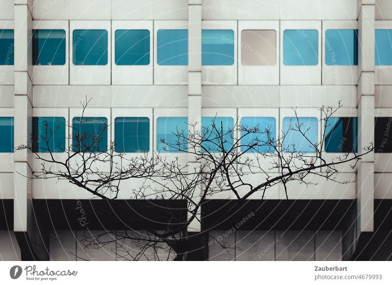Modern facade with colored reflecting windows, in front of it a small scrawny tree Facade Window mirroring Tree Silhouette Architecture Building Town Glass