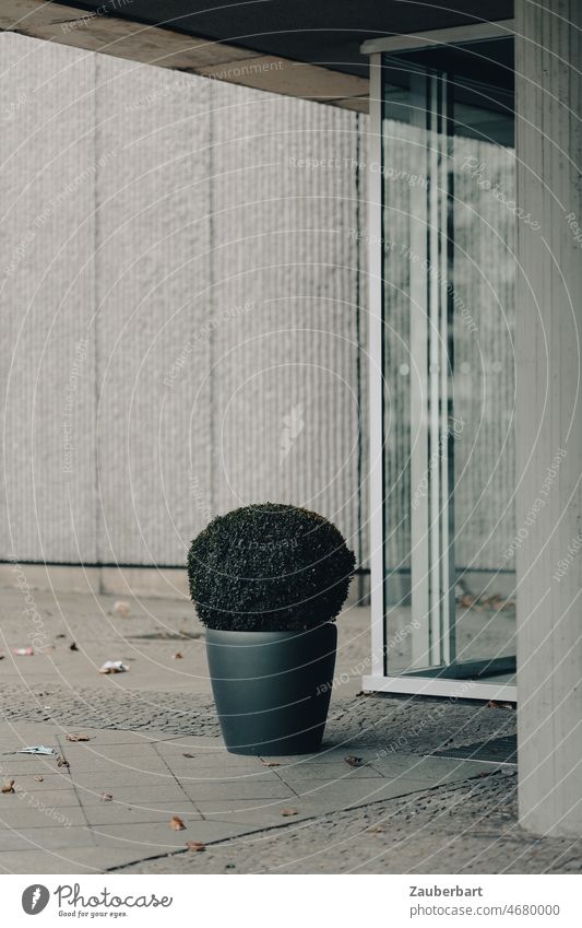 Bucket with boxwood stands lost in front of concrete wall and glass Tub Beech Concrete Glass urban sad Doomed Gloomy Gray Facade Plant Town Wall (building)