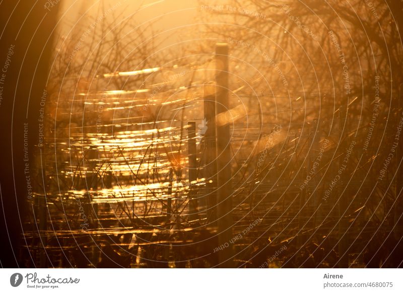 sunburst Gold Vineyard Illuminate Light (Natural Phenomenon) Glittering sunny autumn day Sunlight golden Back-light golden october Nature Happy autumn mood