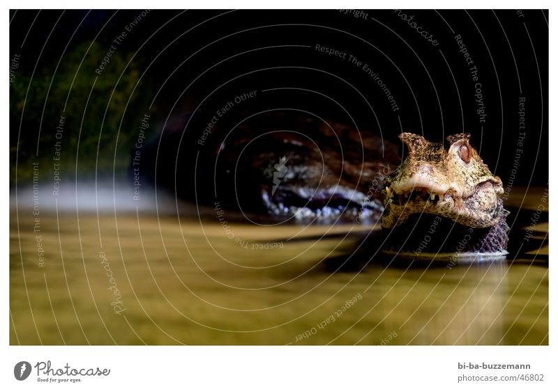 crocodile Crocodile Animal Zoo Snout Reflection Barn Muzzle Water Eyes Set of teeth Shadow
