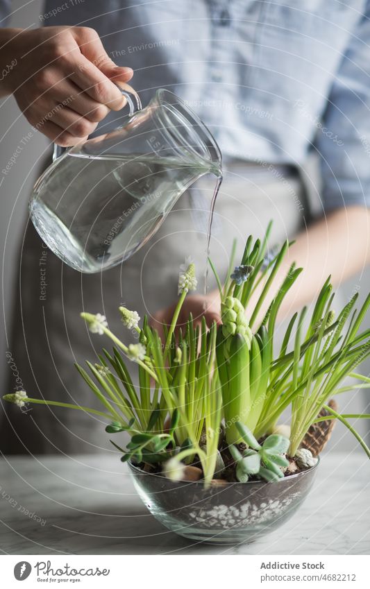Crop woman watering flowers in glass pot plant spring gardener jug potted fresh female table growth botany bloom natural hyacinth succulent crassula