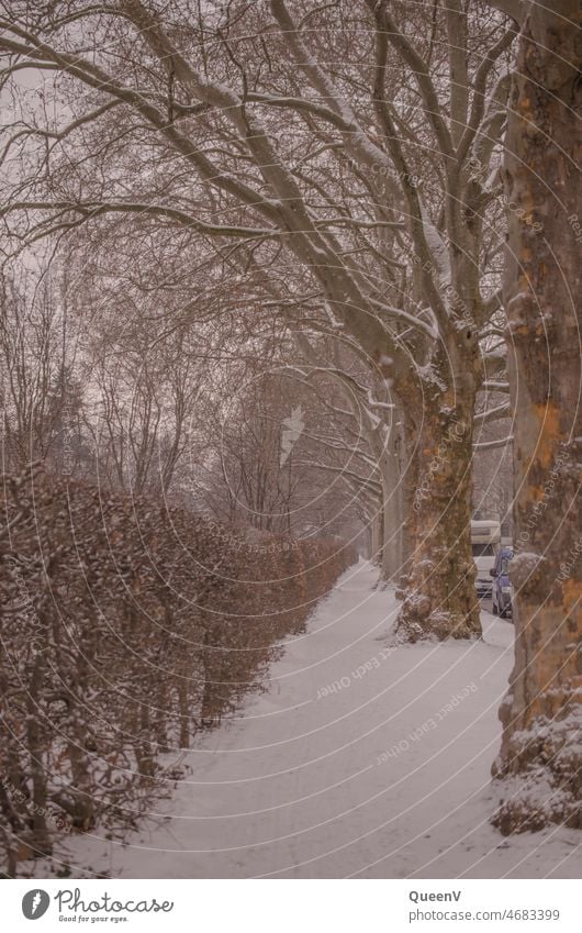 Tree avenue in winter with snow trees tree-lined avenue Sycamore Winter Snow Footpath Town Environment To go for a walk City life Dresden White Pink Walking