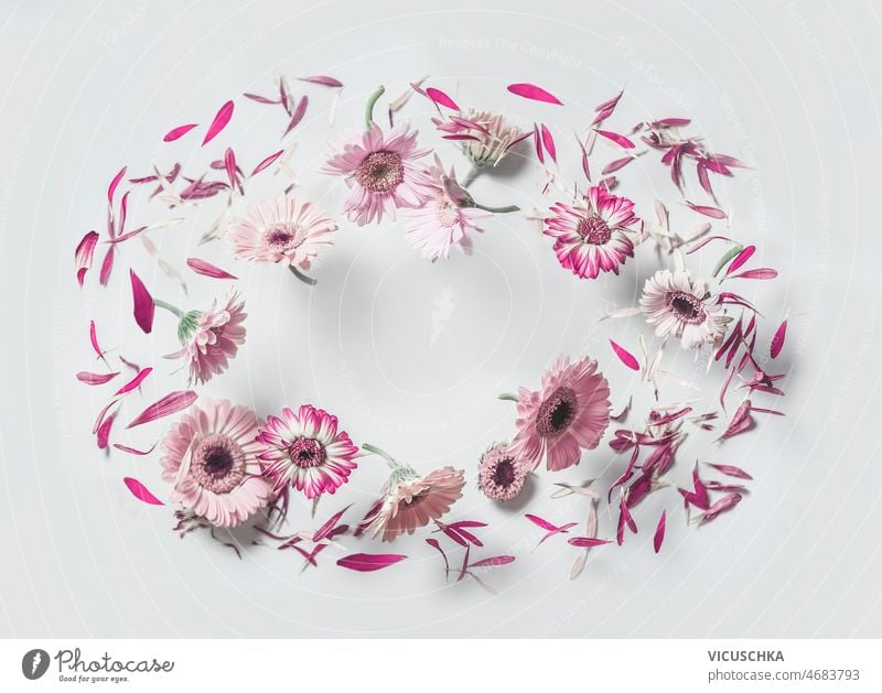 Frame with flying pink gerbera flowers on white background. frame floral levitation concept beautiful garden petals front view blossom blossoms card