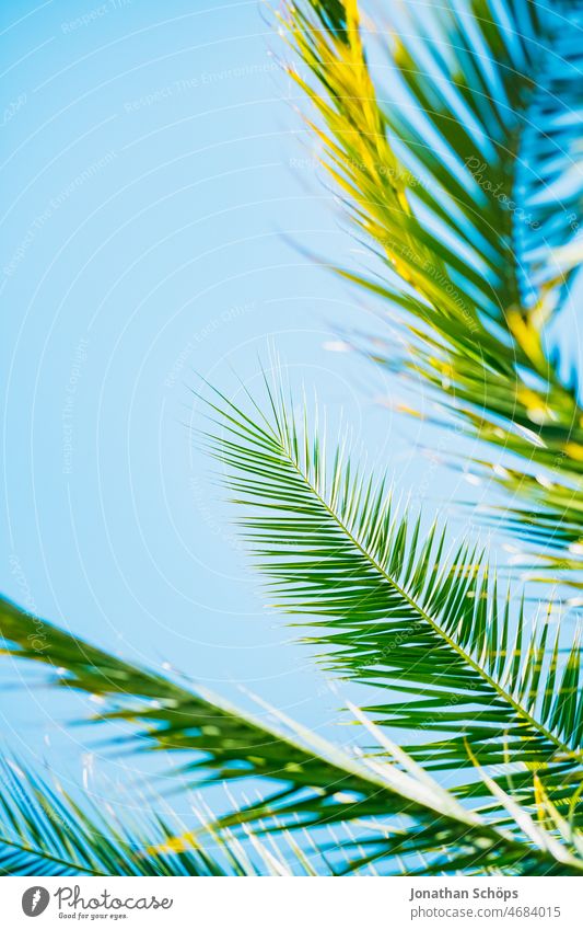 Palm leaves against blue sky Palm tree palm leaves palm branch eternal life symbol symbolic Green Blue Sieg Joy Peace Passover Palm sunday Palm frond Plant