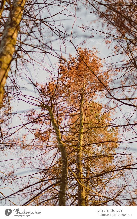 Tree in evening sun behind branches Evening sun Vista Autumn late summer Bleak Sky Orange Nature Twigs and branches Deserted Exterior shot Colour photo Day