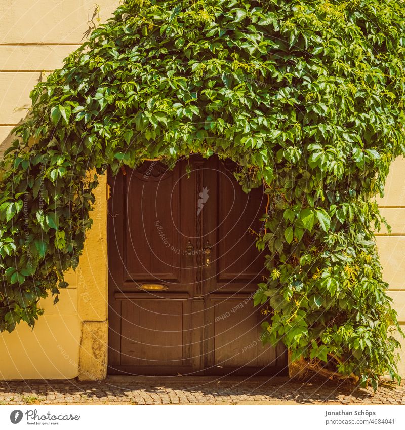 Wooden gate with green wall greenery Wooden door Goal Yellow Green Overgrown Growth proliferate wax vine wall greening Plant Old Deserted Exterior shot