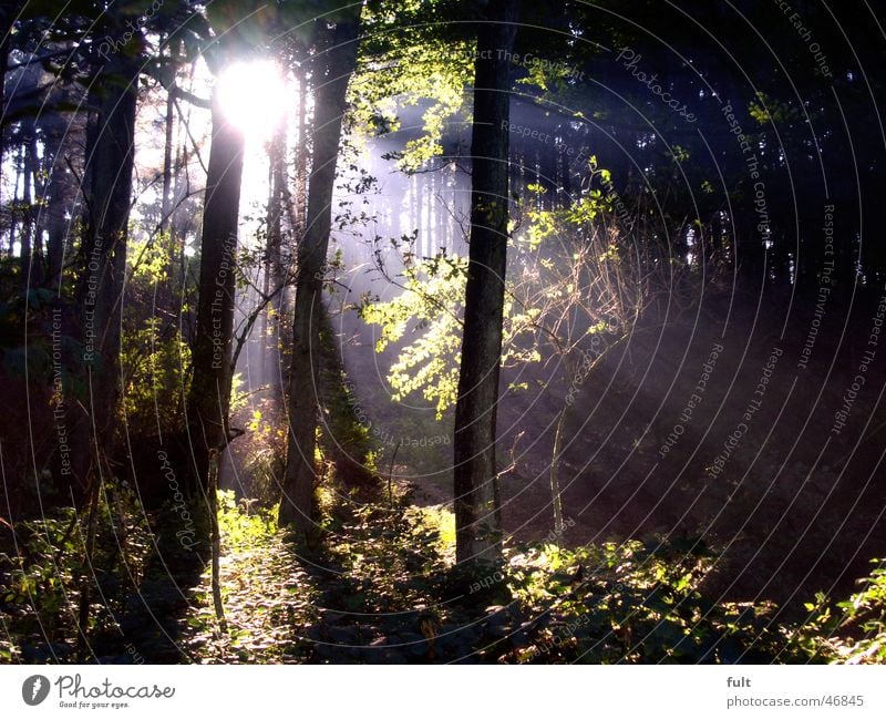 Light in the forest Forest Tree Wood Green Deciduous forest Evening sun Leaf Wood flour Nature Beam of light Sun trees rays of light deciduous wood folio leaves