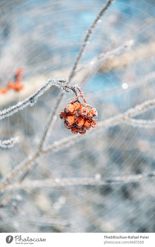 Frozen rowan berries Tree Snow Winter Cold Berries sparkle