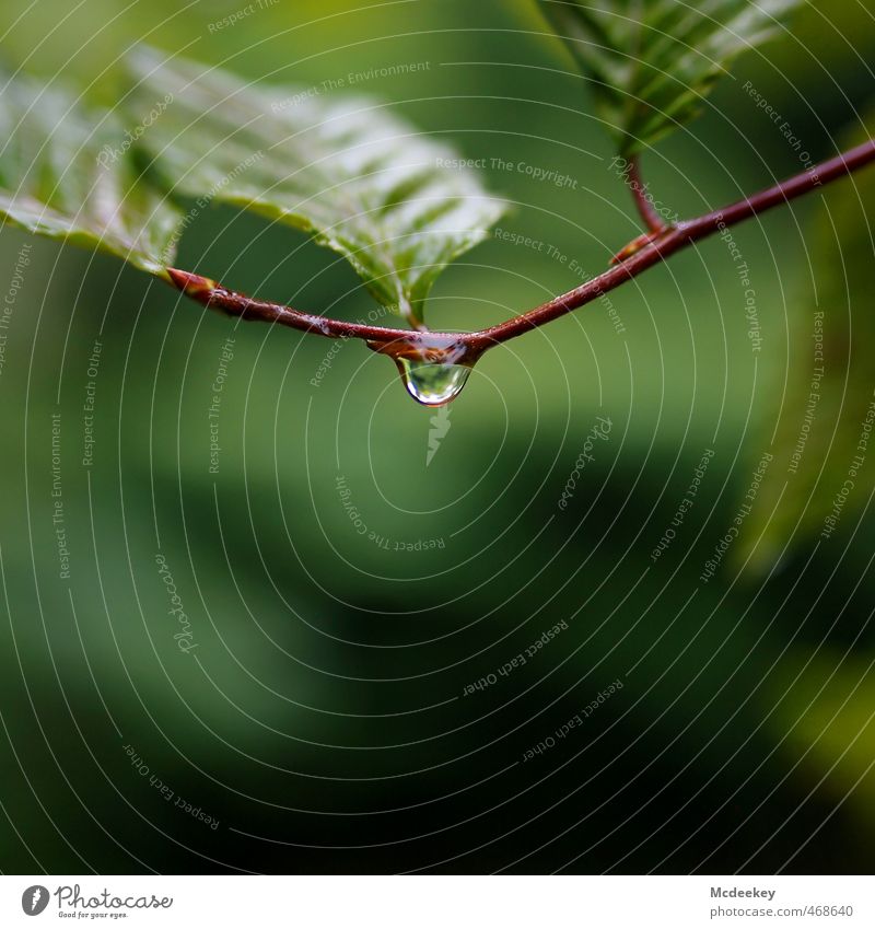 autumn drops Environment Nature Plant Water Drops of water Autumn Bad weather Rain Leaf Foliage plant Wild plant Forest To fall Glittering Hang Wait Cold Wet