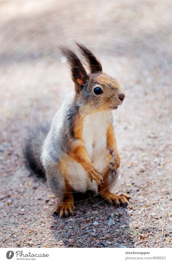 Squirrel Rodent Animal Mammal Cute eurasian Finland Finnish