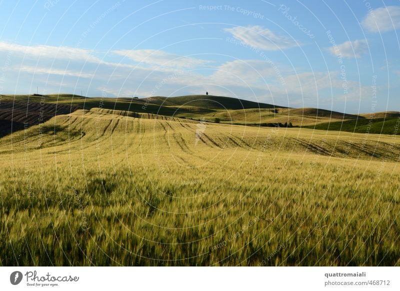 Cereal field in Tuscany Vacation & Travel Far-off places Freedom Summer Environment Nature Landscape Horizon Beautiful weather Grain Field Hill Blue Yellow Gold