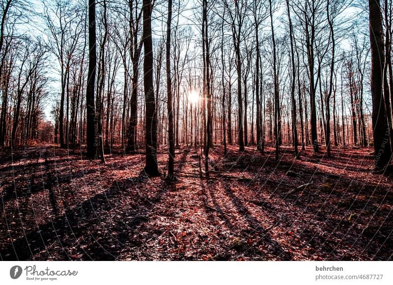 autumn sun Forest falling leaves Bushes Tree Autumn Landscape Nature Autumn leaves Seasons autumn mood Autumnal Autumnal colours autumn walk Sun Automn wood