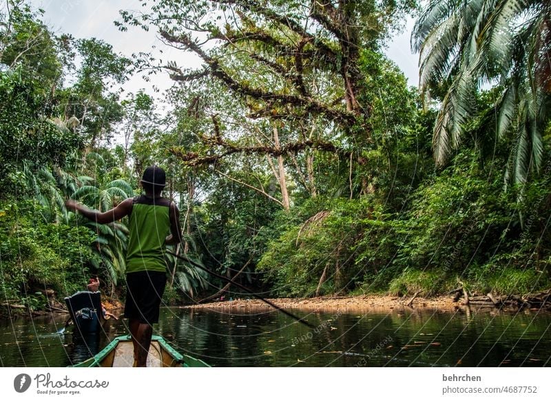 In the rainforest Wanderlust Tree Virgin forest Malaya Vacation & Travel Landscape Green Environmental protection Far-off places Climate Climate change Plant