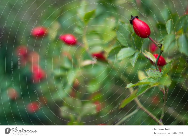 rose hips Nature Plant Garden Forest Green Red Rose hip Fruit Vitamin C Blur Colour photo Exterior shot Deserted Copy Space left Day Shallow depth of field