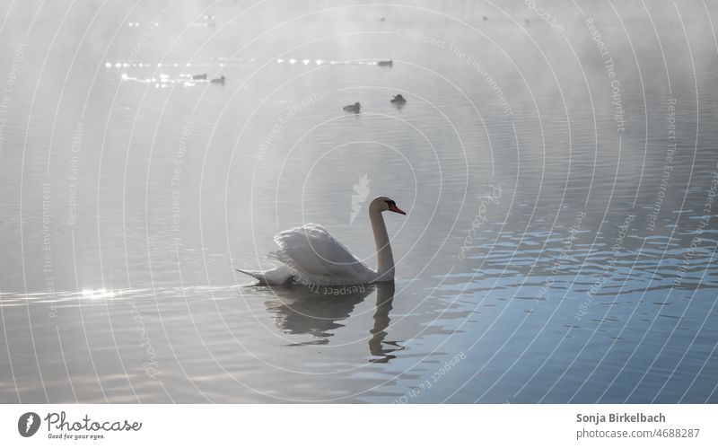 Early morning at the lake - swan makes its rounds in the morning mist Swan Water Bird Lake Animal Nature White Feather Elegant Neck Pride pretty Grand piano