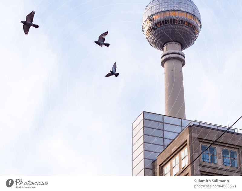 Pigeons fly around the Berlin TV tower animals Flying Tourist Attraction Berlin TV Tower Alexanderplatz Capital city Downtown Berlin Germany Architecture