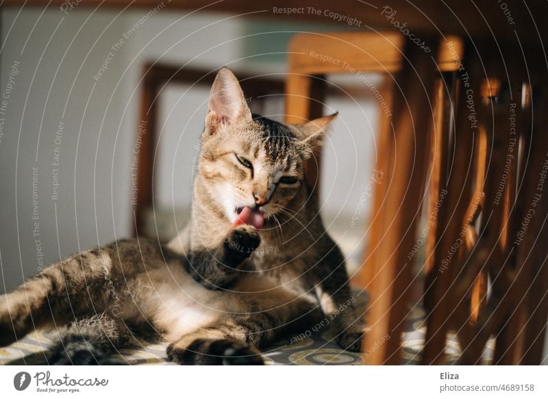 Cat lying on chair and cleaning her paw with tongue with pleasure polish Tongue pleasurably lick Pelt pets Animal purge Chair Armchair Lie Paw Pet Domestic cat