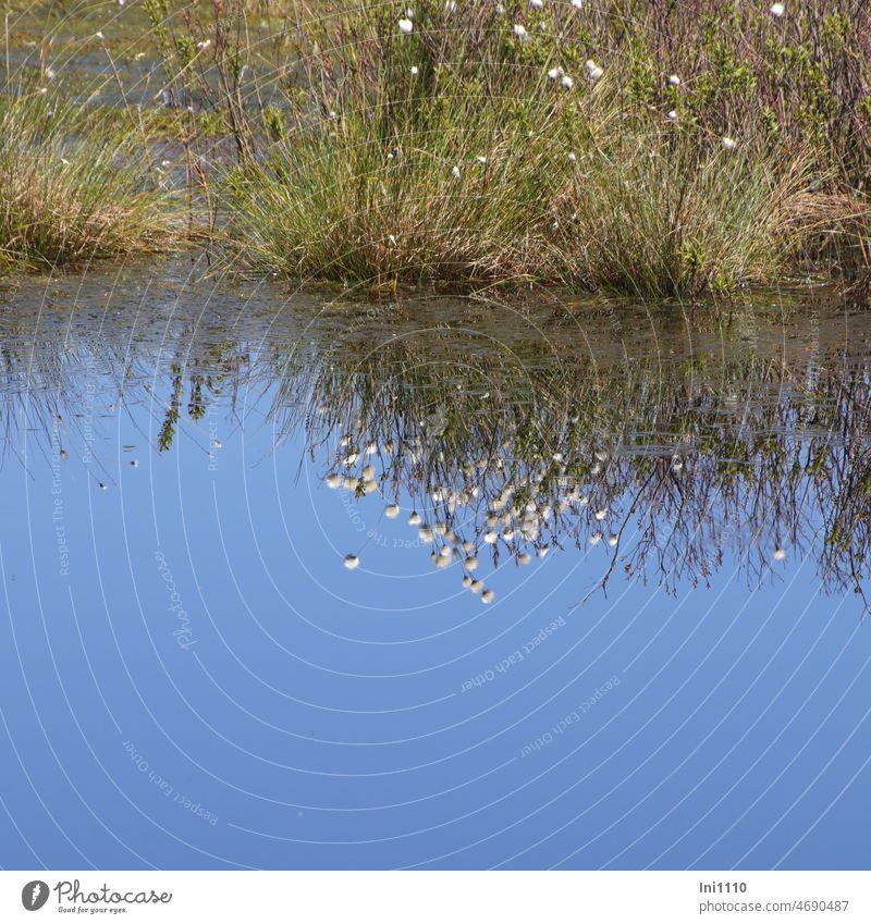 Cotton grass with fruit stand reflected in bog pond reflection Blue sky Bog Pond Plant eriophorum Grass Wild plant Fruiting Seeds nature conservation moorland