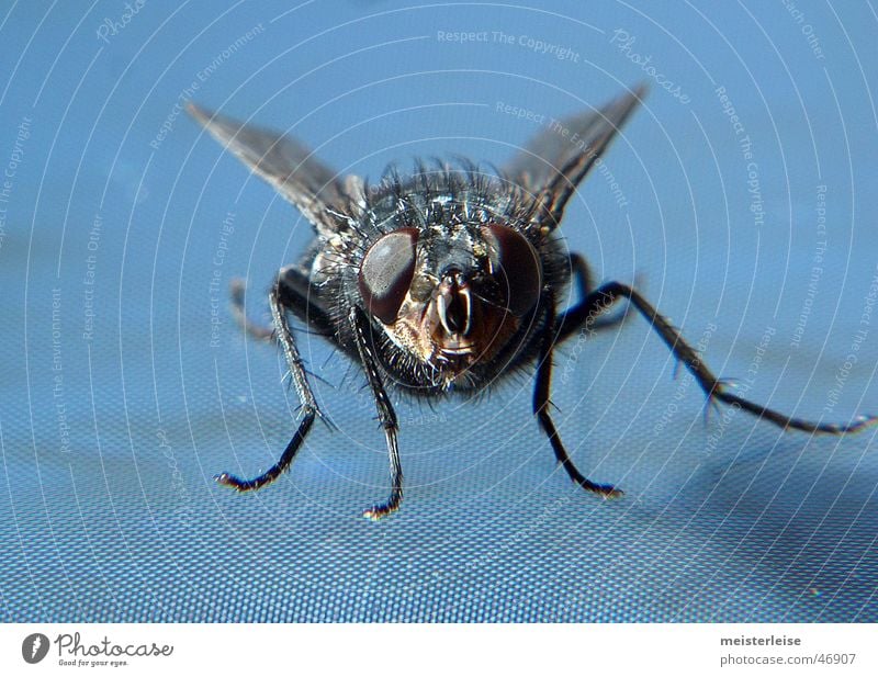 Fly 01 Animal Insect Macro (Extreme close-up) Interior shot Close-up macro shot as quiet as a master