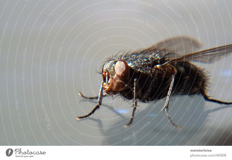 Fly 02 Animal Insect Macro (Extreme close-up) Interior shot Close-up macro shot as quiet as a master