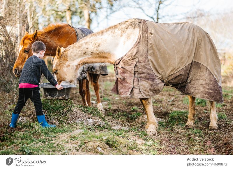 Boy feeding horse in paddock kid boy enclosure countryside animal habitat stable mammal domesticated breed zoology cute mane bucket fence equine barrier care