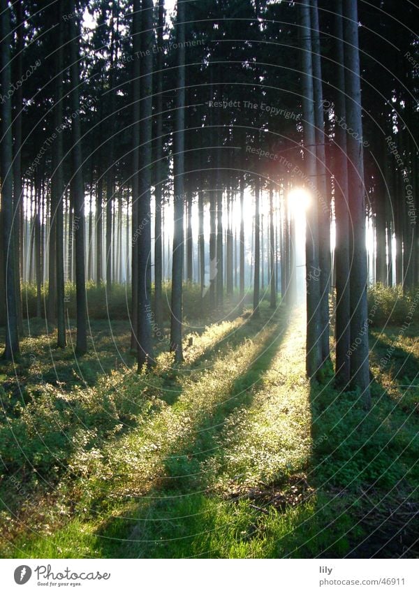 fairytale forest Forest Calm Sunbeam Tree Loneliness Moody autumn sun