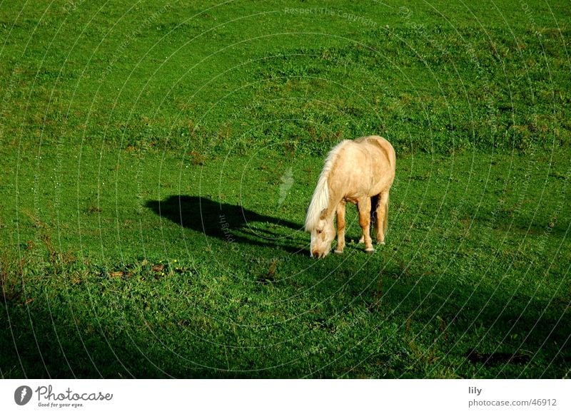 Tryggur of Loyalty Horse Iceland Pony Loneliness To feed Meadow Pasture Green Light Autumn Bangs Shadow sunlit