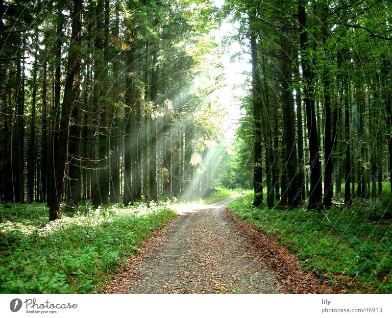 Fairy tale forest #2 Autumn Sunbeam Forest Tree Footpath Loneliness Leaf autumn sun Lanes & trails