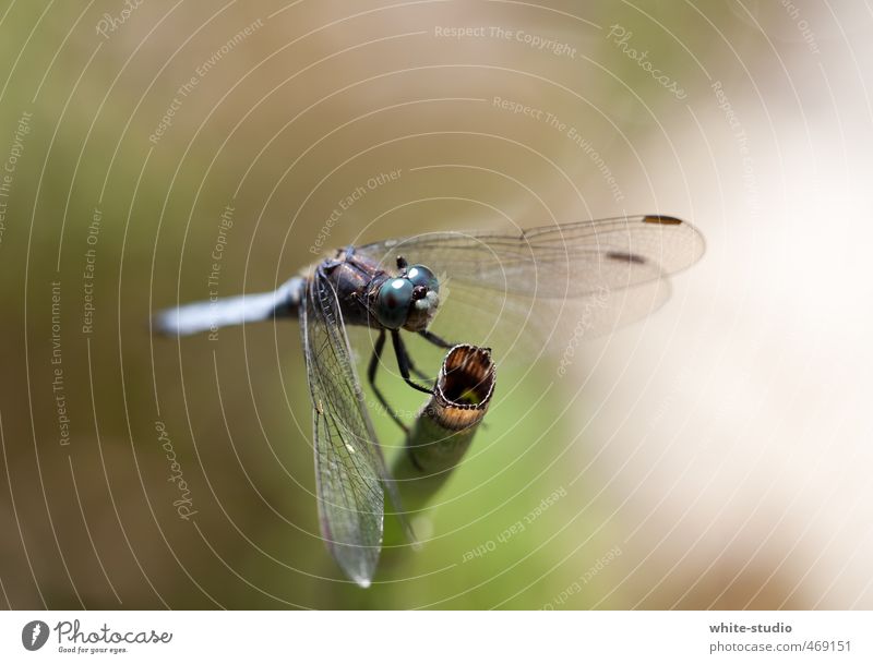 Takeoff in 3,2,1 ... Dragonfly Sit Eyes Insect Dragonfly wings Ready Airplane takeoff Airplane landing Fly Flying Floating Rest Break Pond Clever Dangerous