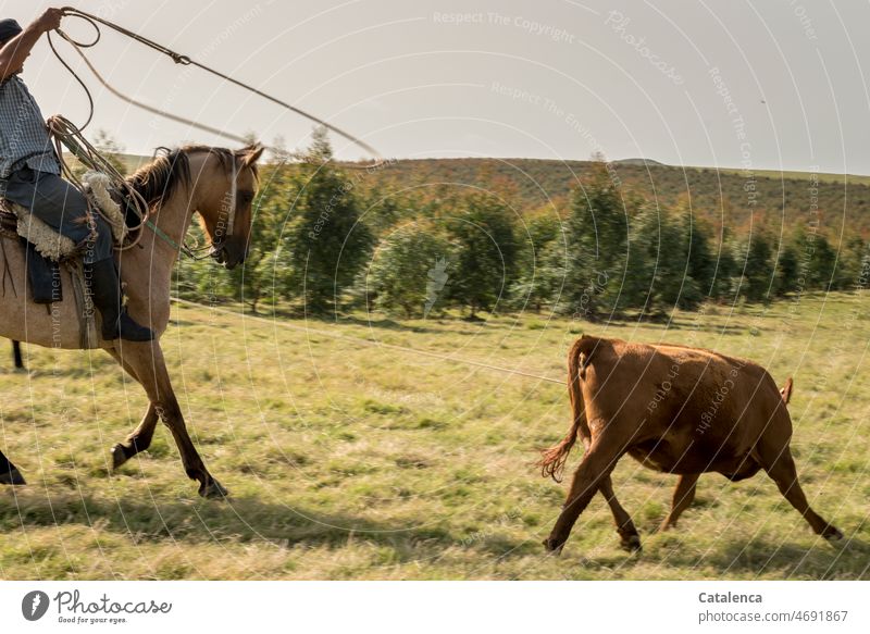 Rider catches young cow with lasso Agriculture Lasso Grass Day daylight Sky Keeping of animals Horse Farm animal Animal Nature Cow farm Gaucho trees eucalyptus