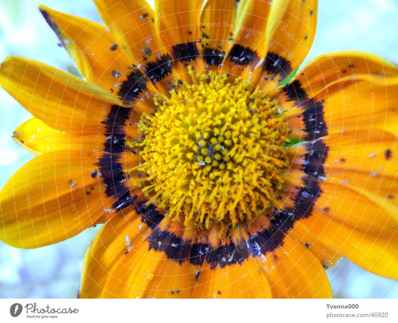 flower Flower Yellow Black Sunflower Close-up Exterior shot yellow flower Orange Garden Macro (Extreme close-up)