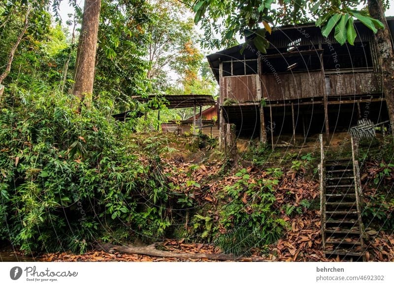 In the rainforest Wanderlust Tree Virgin forest Malaya Vacation & Travel Landscape Green Environmental protection Far-off places Climate Climate change Plant