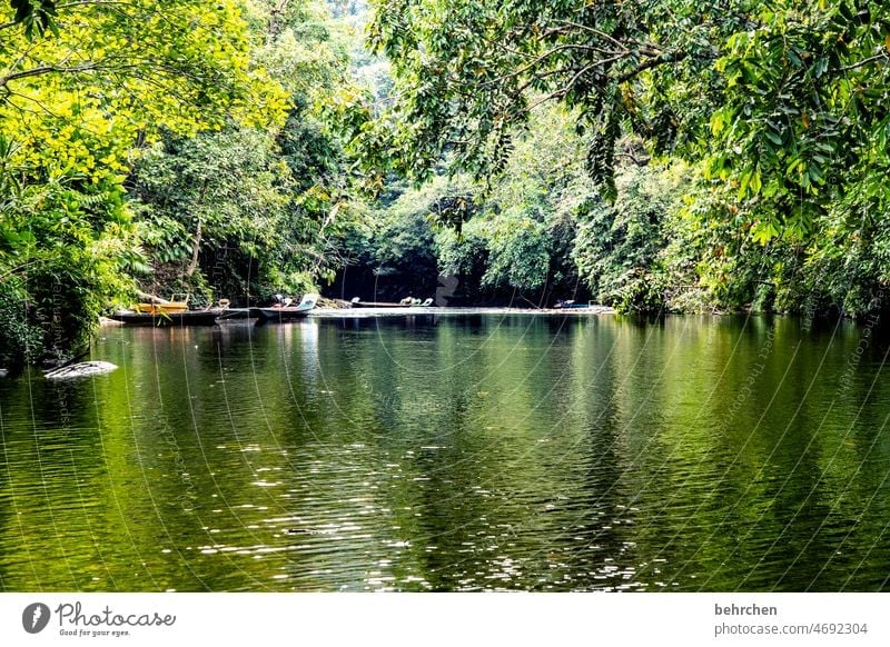 In the rainforest Wanderlust Tree Virgin forest Malaya Vacation & Travel Landscape Green Environmental protection Far-off places Climate Climate change Plant