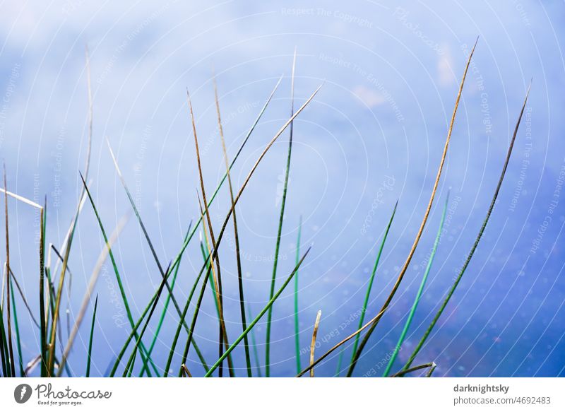 Green rushes grasses on the edge of a pond or pool with reflection of blue sky Juncus Lake Bristles Grass Water Plant Environment Lakeside Common Reed