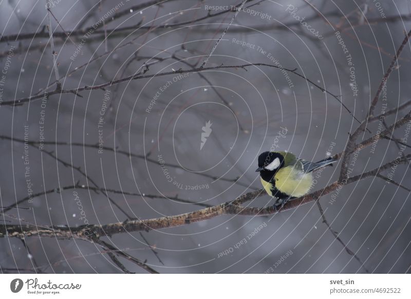 Great Tit or Parus major. A yellow-green titmouse with a black cap and black tie sits on a bare branch of a birch on a winter snowy day. bird great tit nature