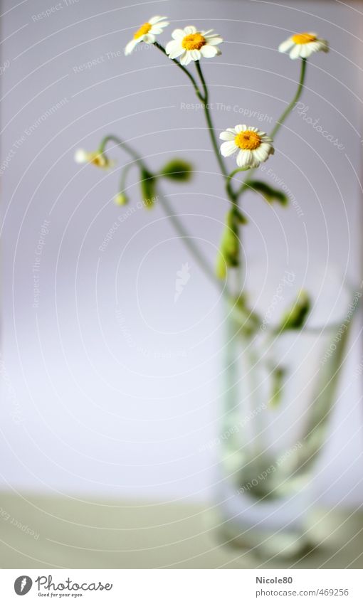 A glass of chamomile tea Environment Plant Summer Flower Sustainability Nature Chamomile Delicate Herbs and spices Shallow depth of field Colour photo