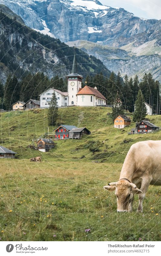 Cow, meadow, church Meadow Willow tree Church Mountain Flower Grass Summer Green Exterior shot Clouds Building houses Alps Alpine pasture graze Eating