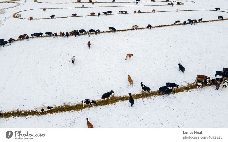 Cows on the spiraling feed line in winter nature cattle frost day background animal agriculture feeding livestock wisconsin temperature grouping environment ice