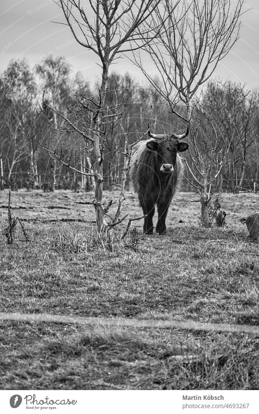 Black and white shot of highland cattle on a meadow. Powerful horns brown fur. Cattle coat summer green natural black cow farm farming animal mammal nature herd