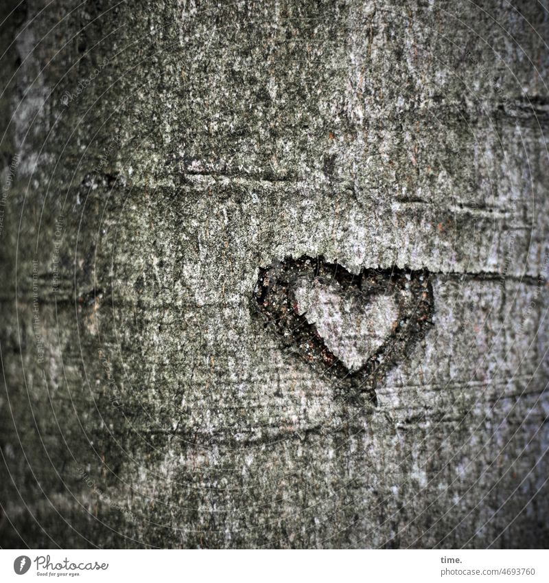 Tree & Message Heart Tree bark Sign symbol Tree trunk graffiti scoring scratched Verdigris Love Romance