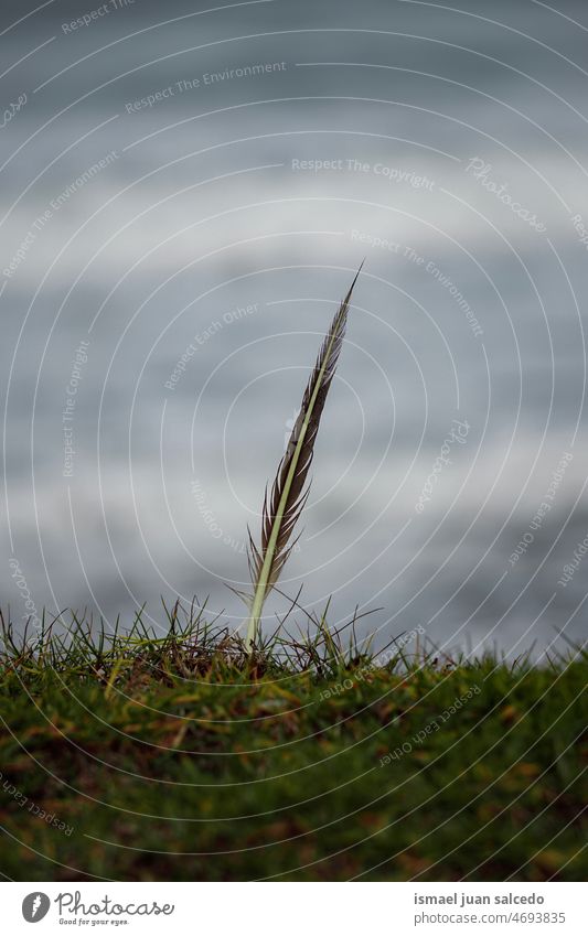 seagull feather on the beach Feather grass ocean coast moody