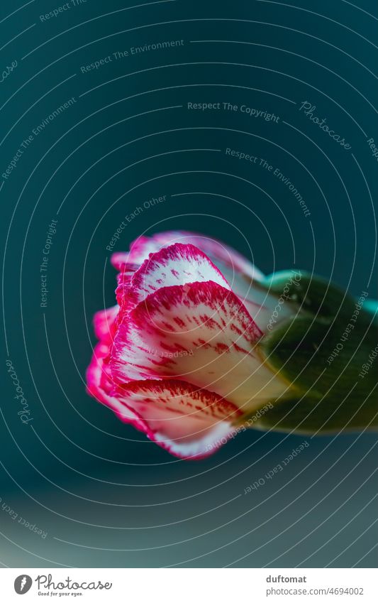 Macro shot of a carnation against green background Flower Isolated Image Blossom Plant Nature Close-up Colour photo Neutral Background Macro (Extreme close-up)