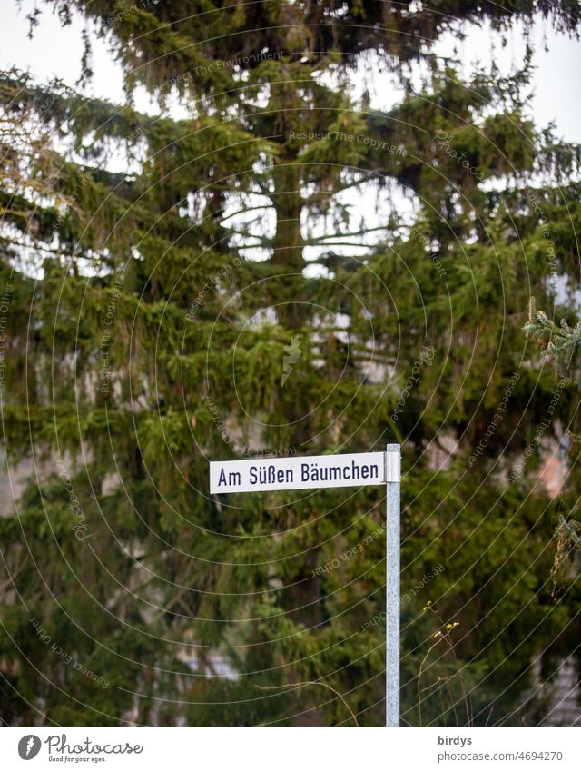 "Am süßen Bäumchen", nice street name sign in front of a large fir tree. Street name Funny Street sign little trees Fir tree Spruce street sign Exceptional Cute