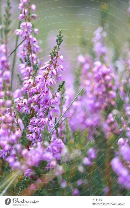 Closeup Of Blue Heather Flowers In Autumn Stock Photo, Picture and