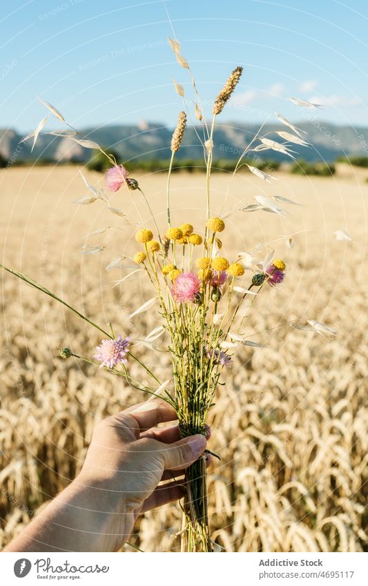 Wildflower bouquet Stock Photos, Royalty Free Wildflower bouquet