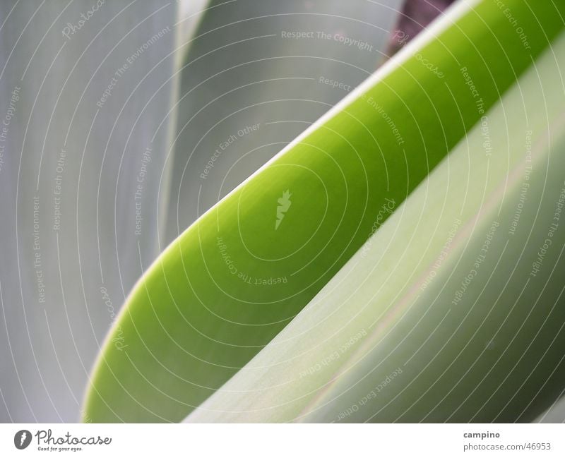 Shades of green Agave Background picture Green Plant Nature Detail