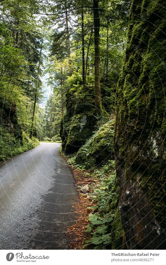 Road through a forest Street Rock Forest Tree Landscape Nature Deserted Exterior shot Green Plant Bushes