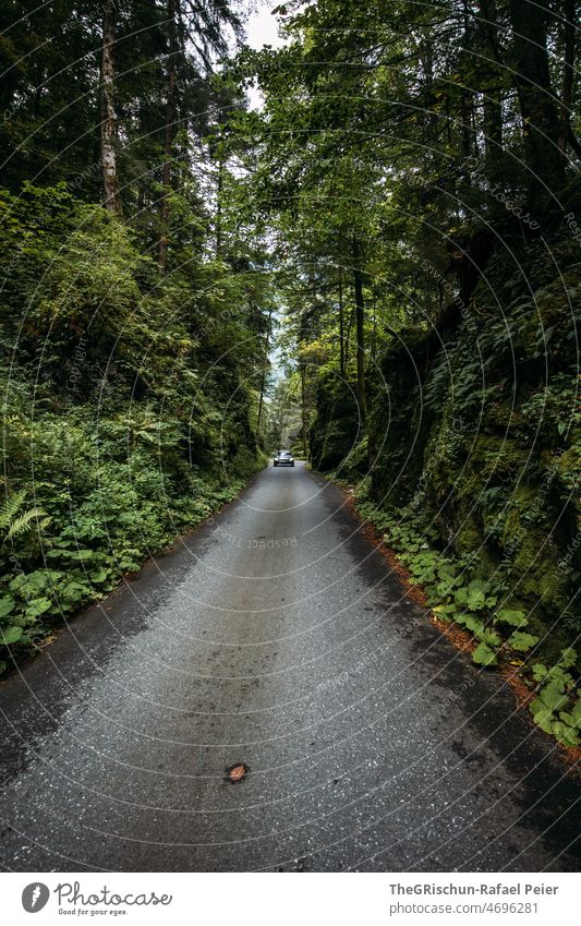 Road through a forest with car Street Rock Forest Tree Landscape Nature Deserted Exterior shot Green Plant Bushes Motoring