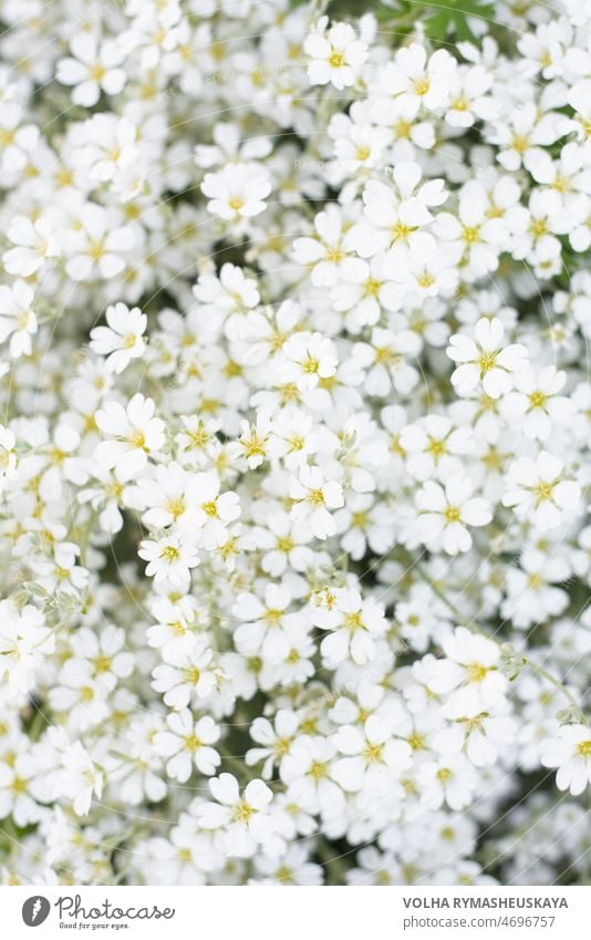 Floral print or background of white jaskolka flowers in summer in the garden. Rapid flowering of groundcover flowers plant outdoor bright floral green meadow