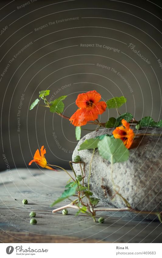 Autumn Still VI Decoration Flower Blossom Nasturtium Seed Stone Blossoming Orange Still Life Rustic Country life Wooden table Tendril Interior shot Deserted